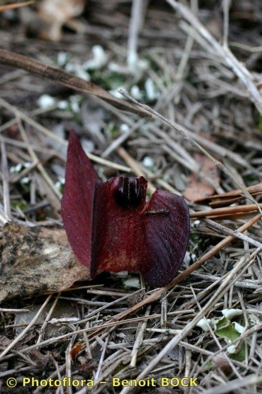 Serapias olbia 15