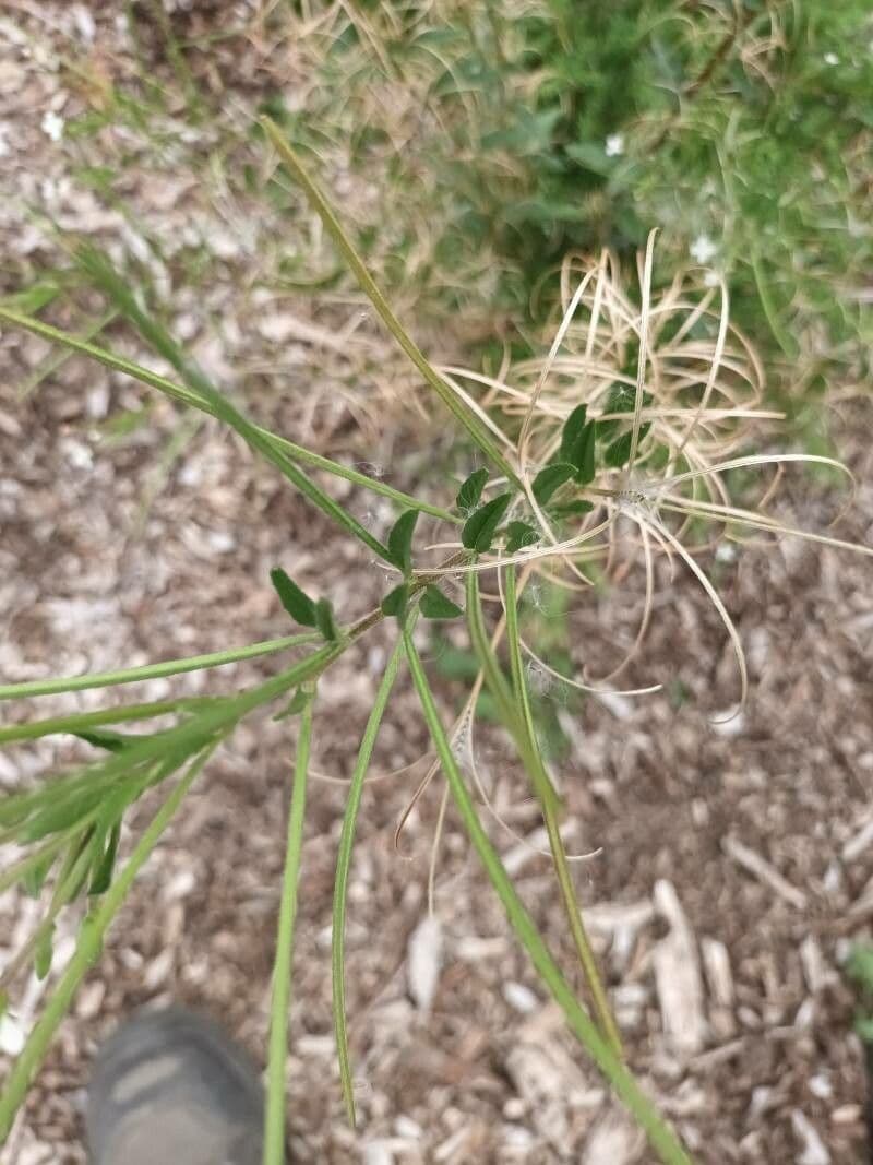Epilobium lanceolatum 18