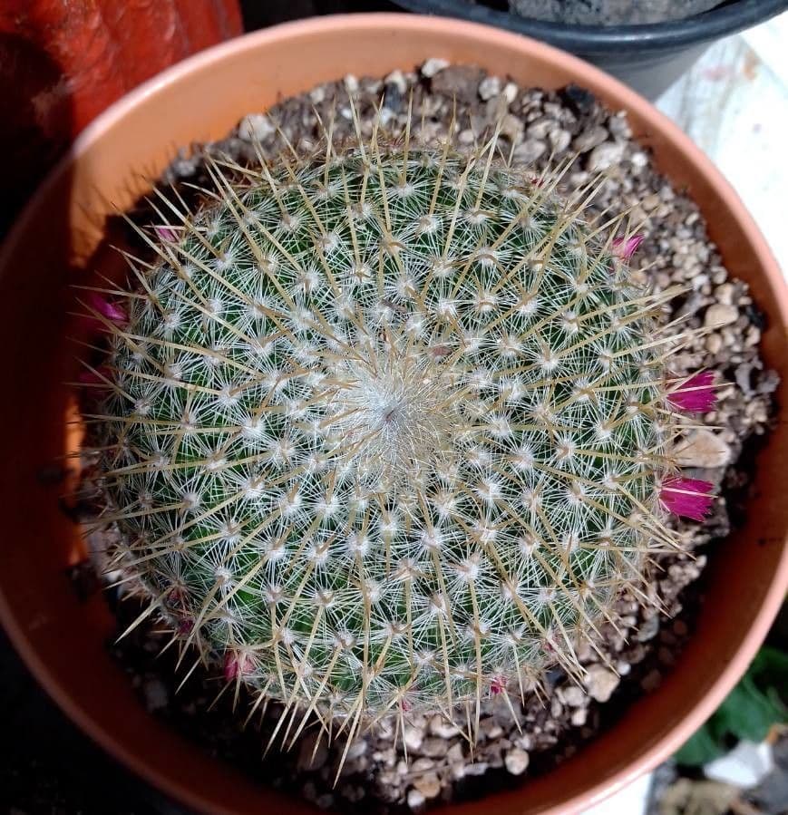 Cuscino della suocera 23