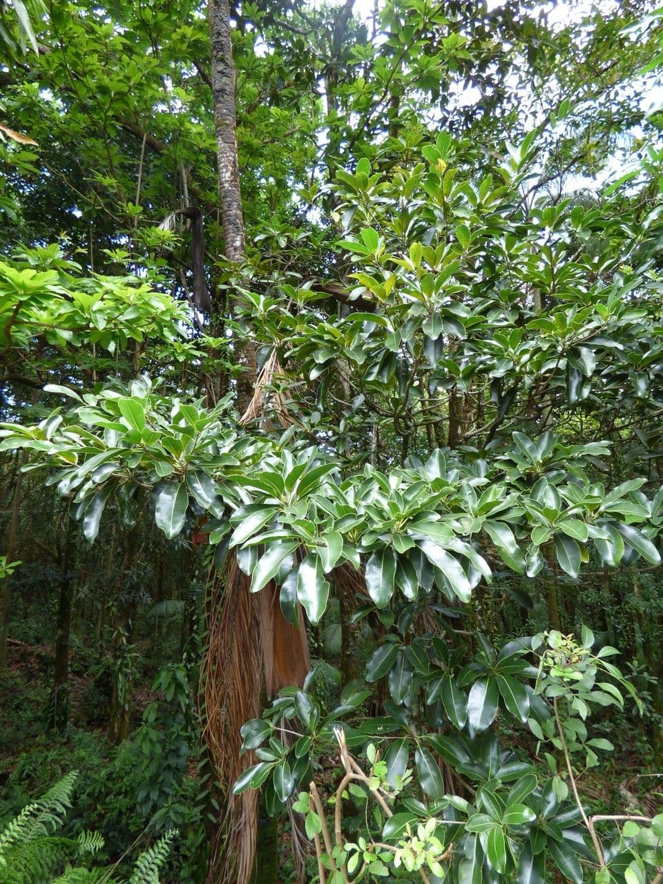 Mimusops balata 6
