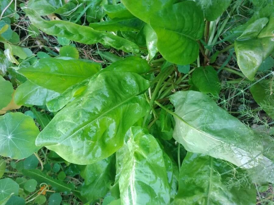 Rumex 20