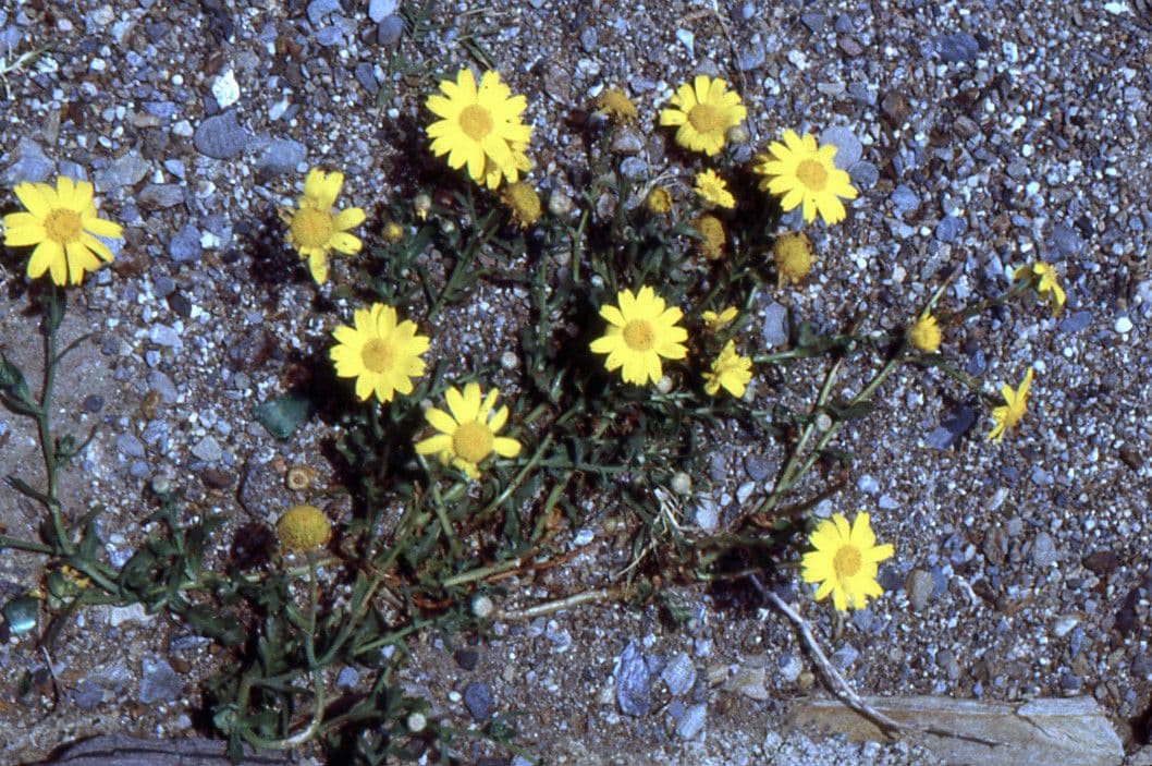 Saat-Wucherblume 7