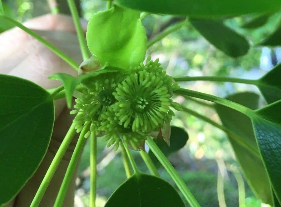 Trochodendron 8