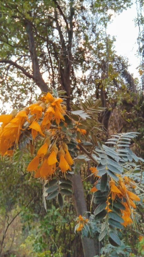 Großfrüchtige Schnurbaum 6