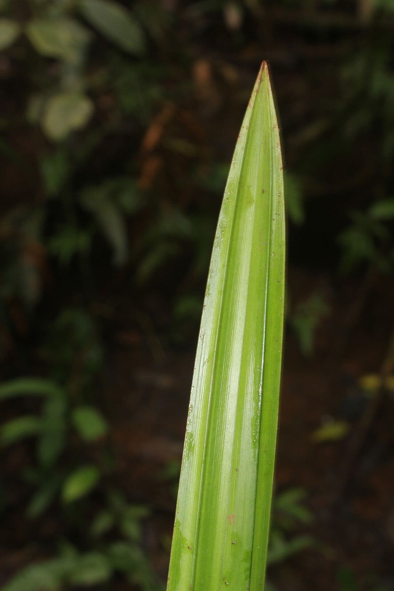 Becquerelia cymosa 13
