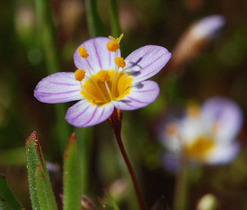 Linanto filiforme