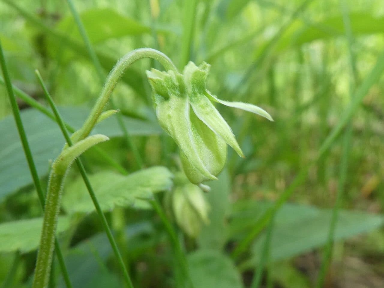 Viola elatior 2