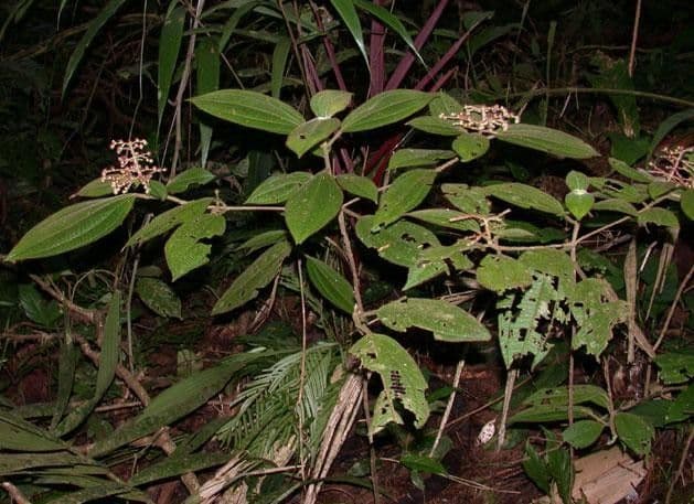 Miconia 12