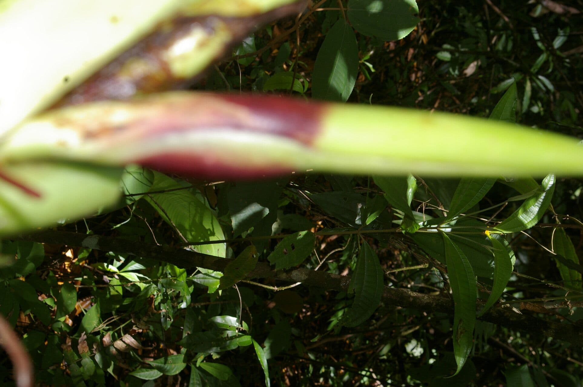 Filodendro 2