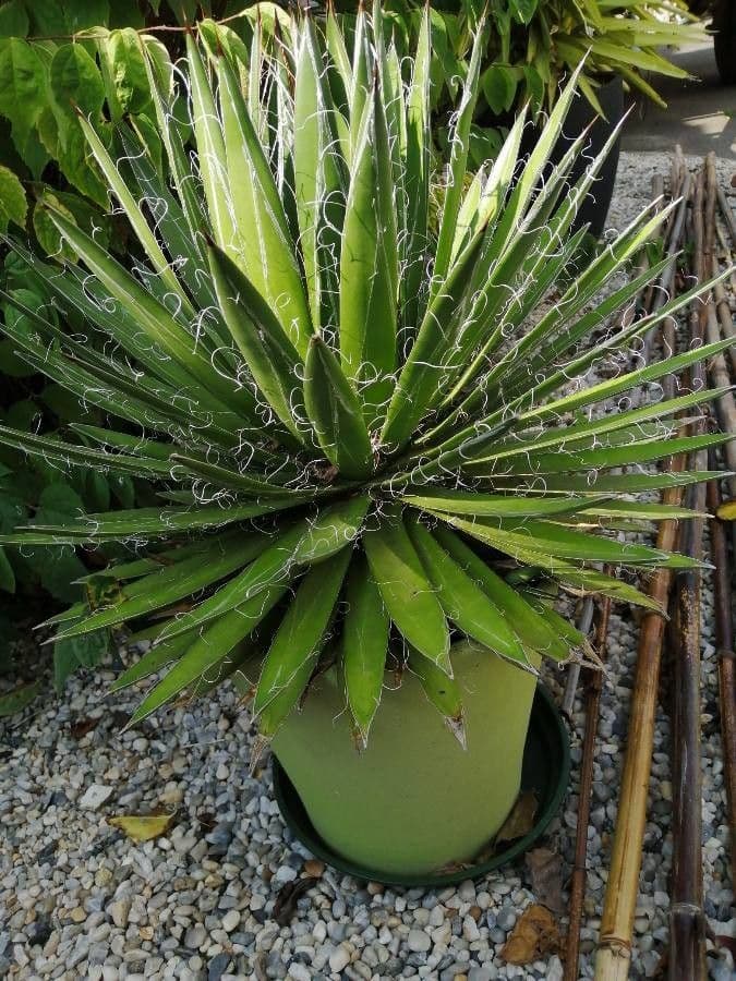 Agave filifera 10