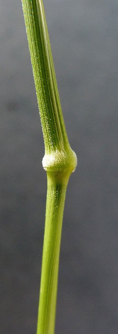 Brachypode penné 24