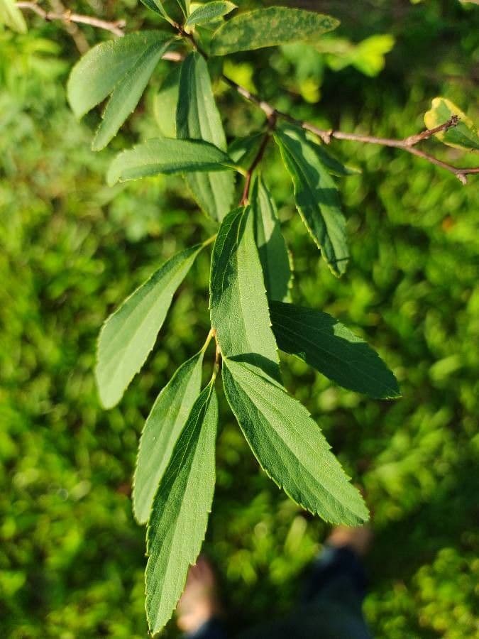 Reeve's spiraea 15
