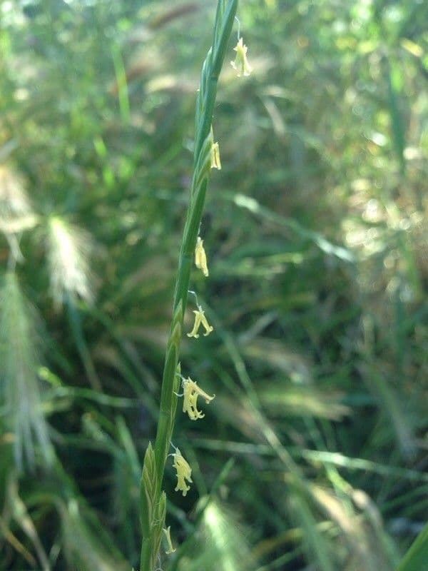 Loglio perenne 8