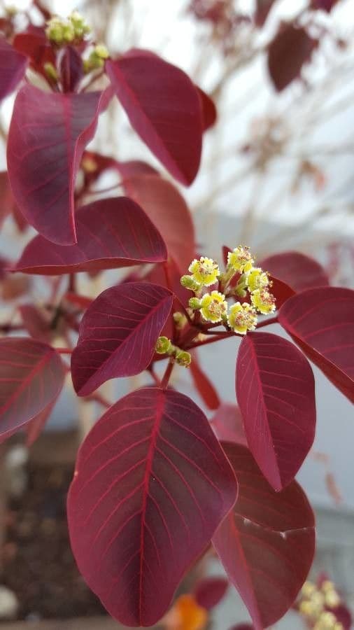 Euphorbe cotinifolia 4