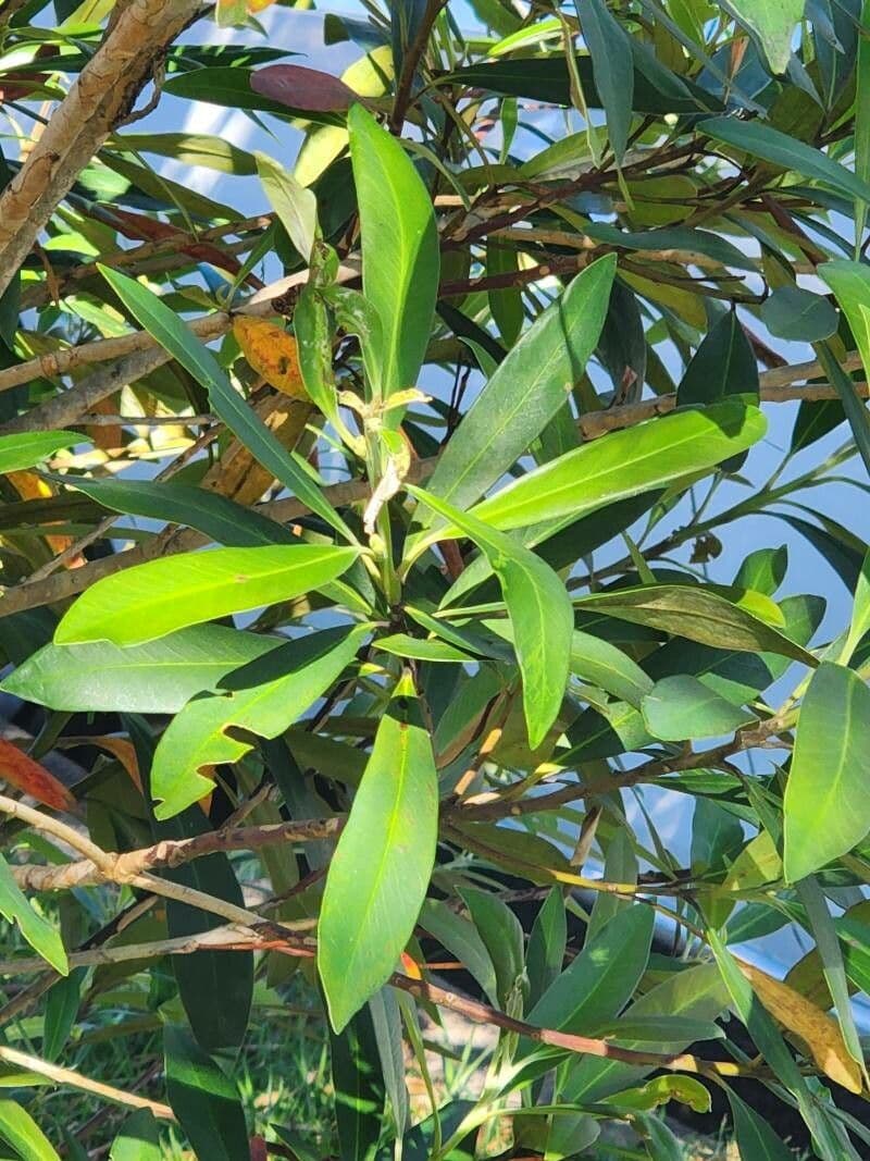Lorbeerblättrige Tristaniopsis 8