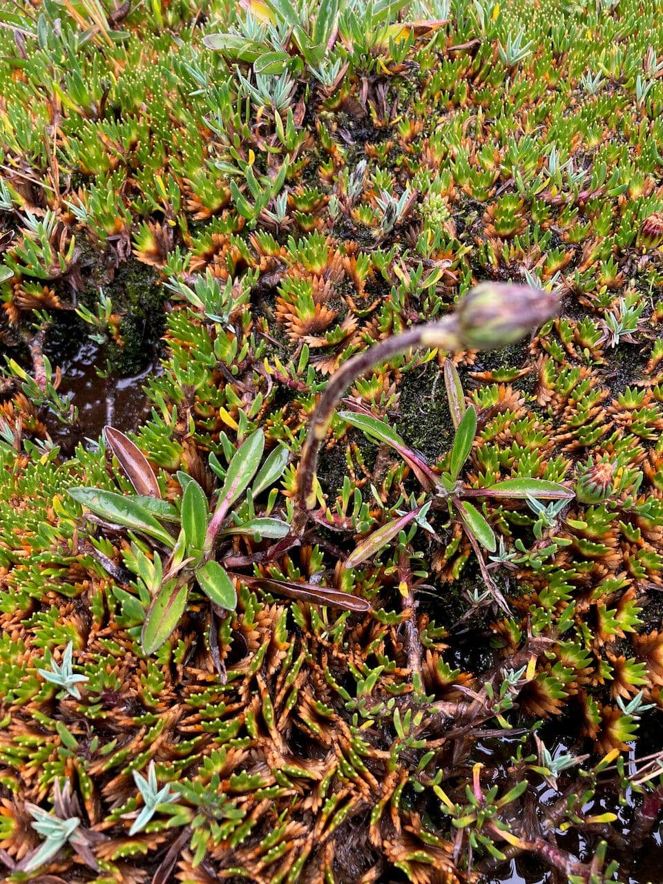 Oritrophium limnophilum 10