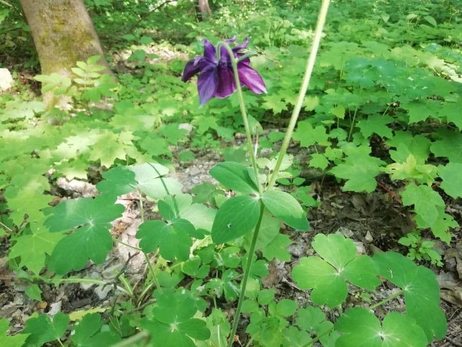 Schwarzwerdende Akelei 9