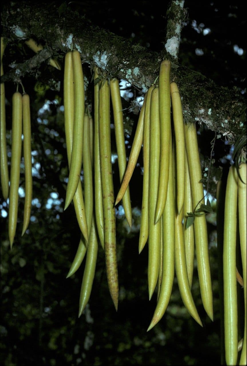 Parmentiera 2