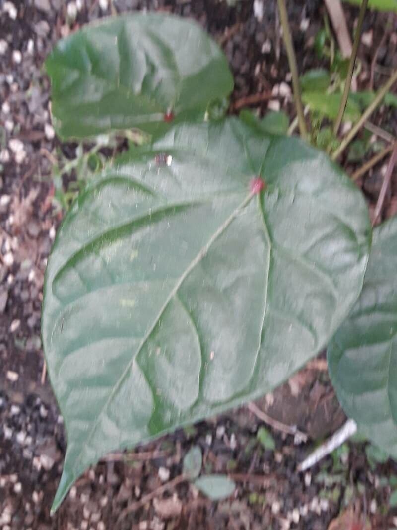 Hernandia 8