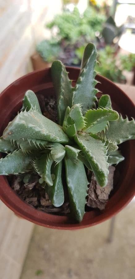 Faucaria