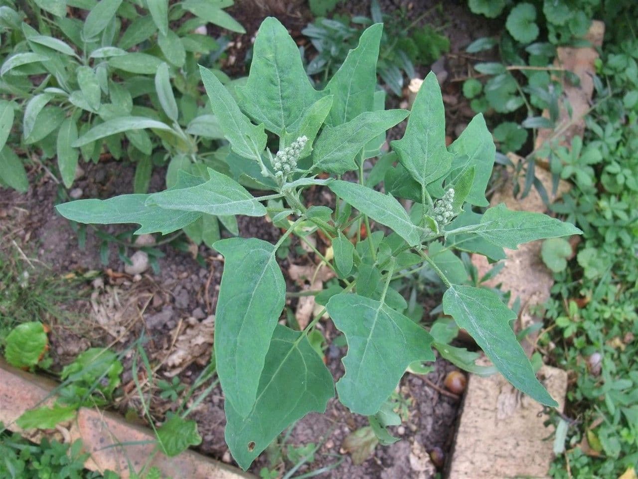 Quinoa 14