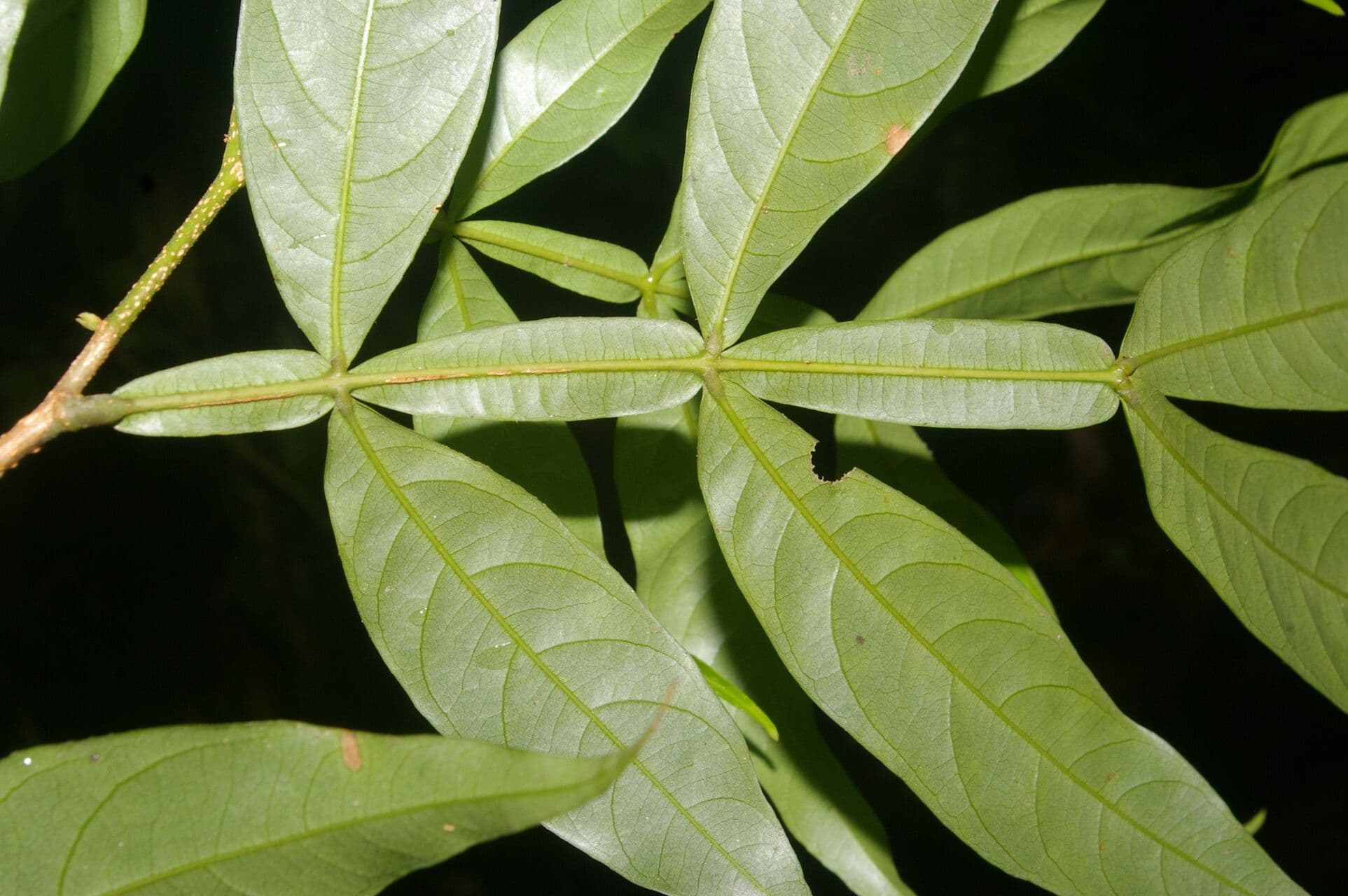 Inga 4