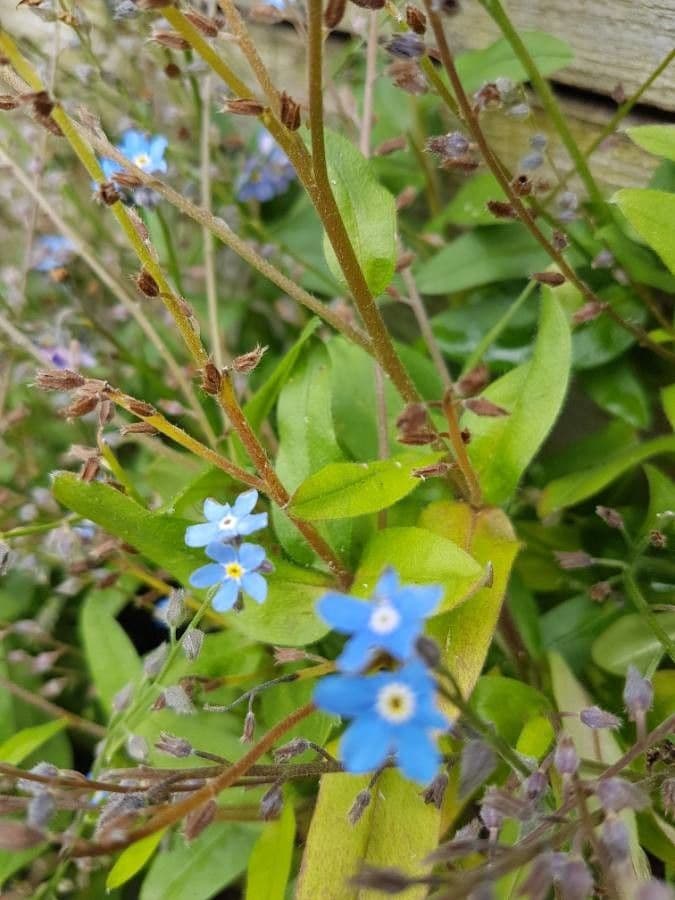 Forget-me-not 20