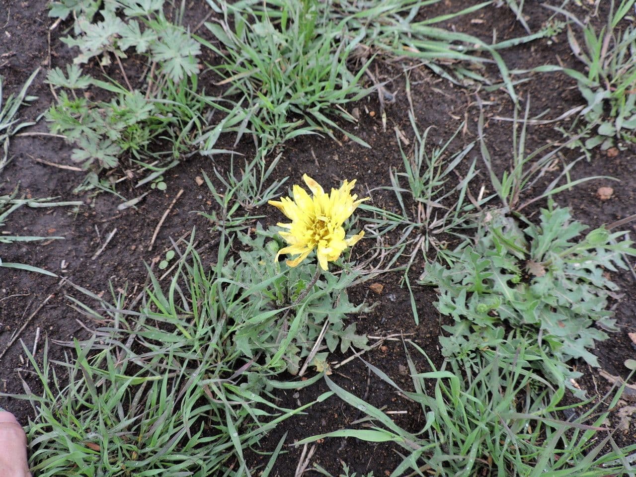 Pyrrhopappus