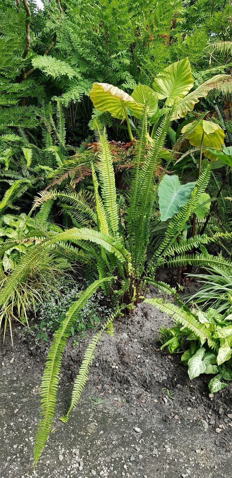 Nephrolepis cordifolia 5