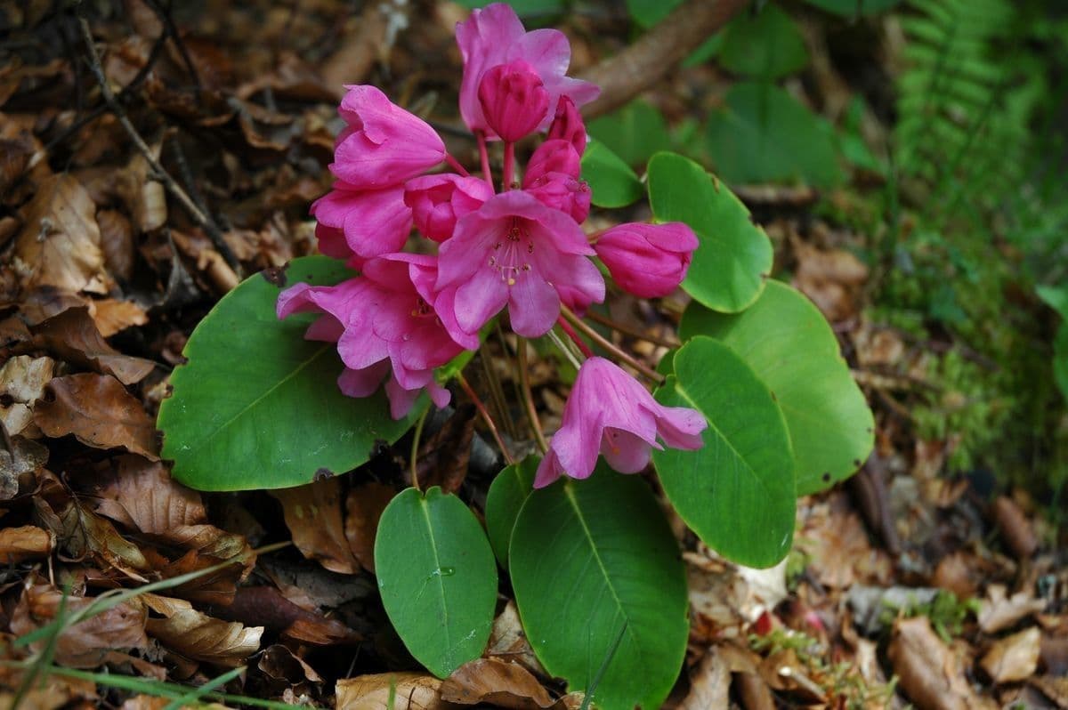 Rododendro 9