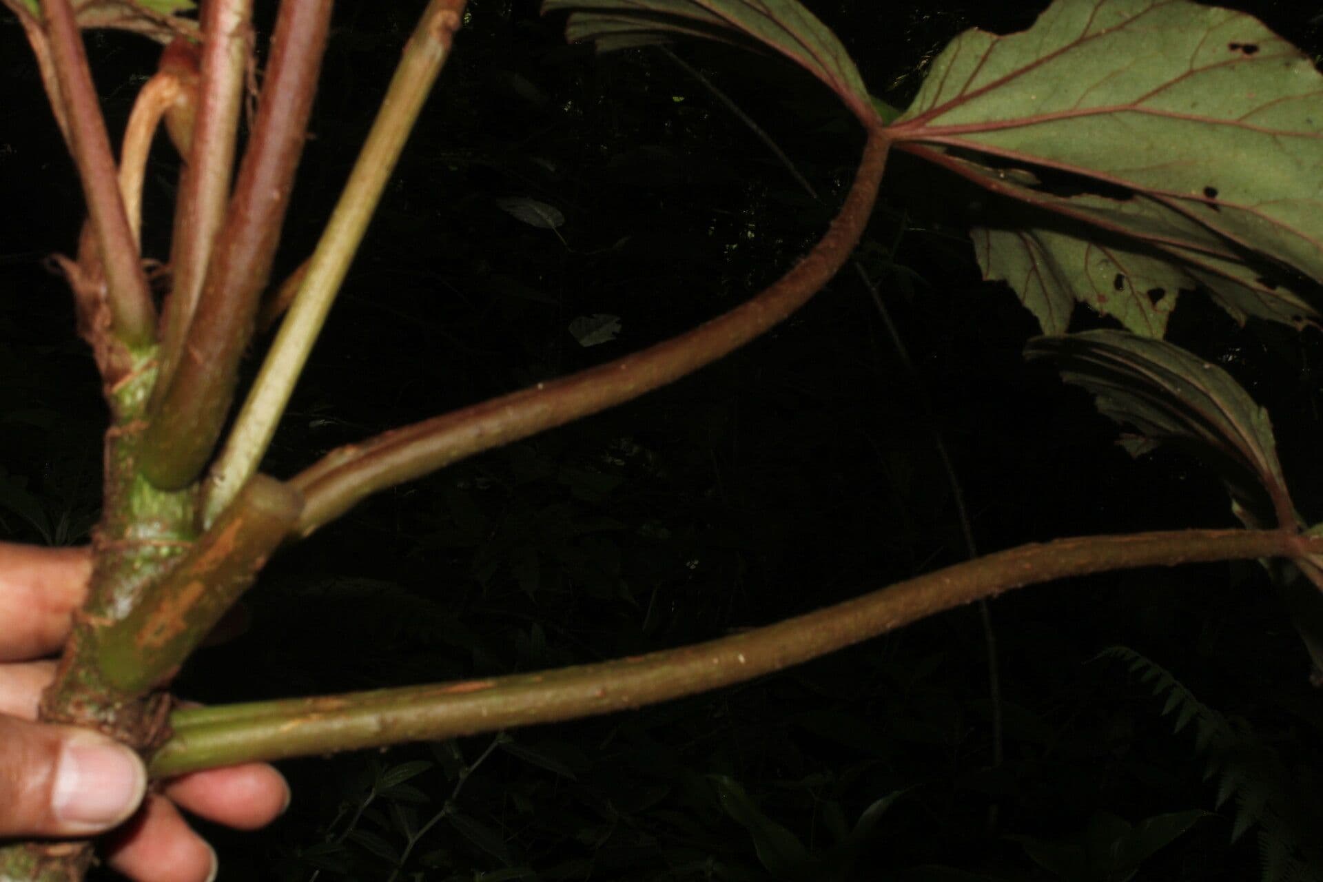 Begonia 17