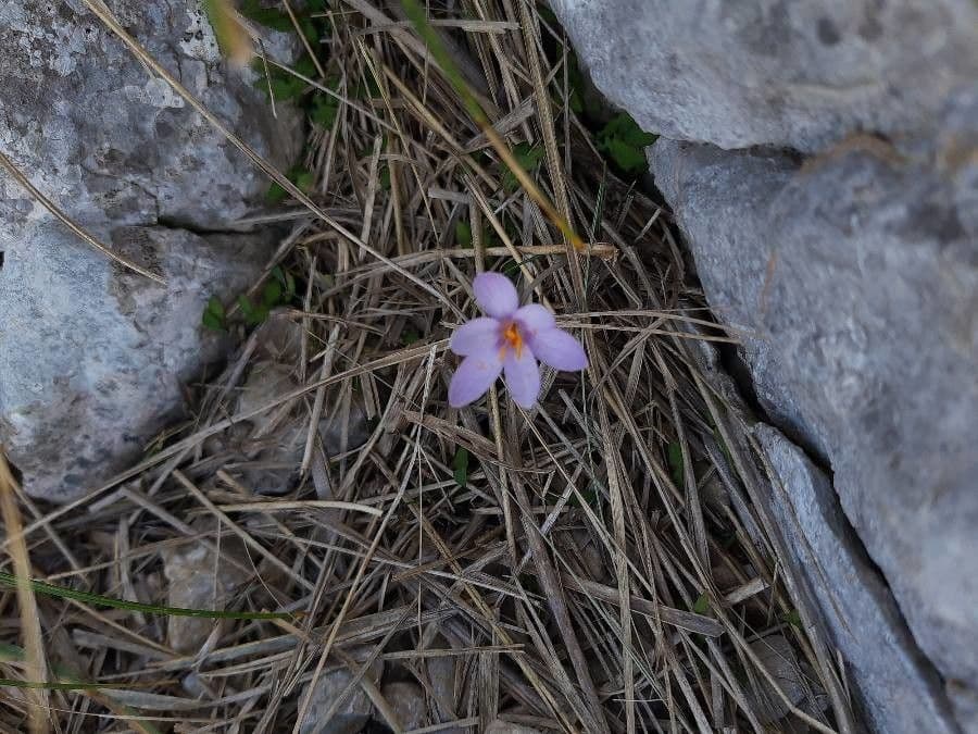 Zafferano 2