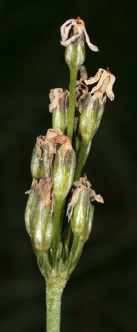 Primula di Laurent 5