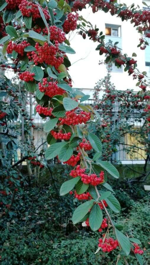 Cotoneaster 5