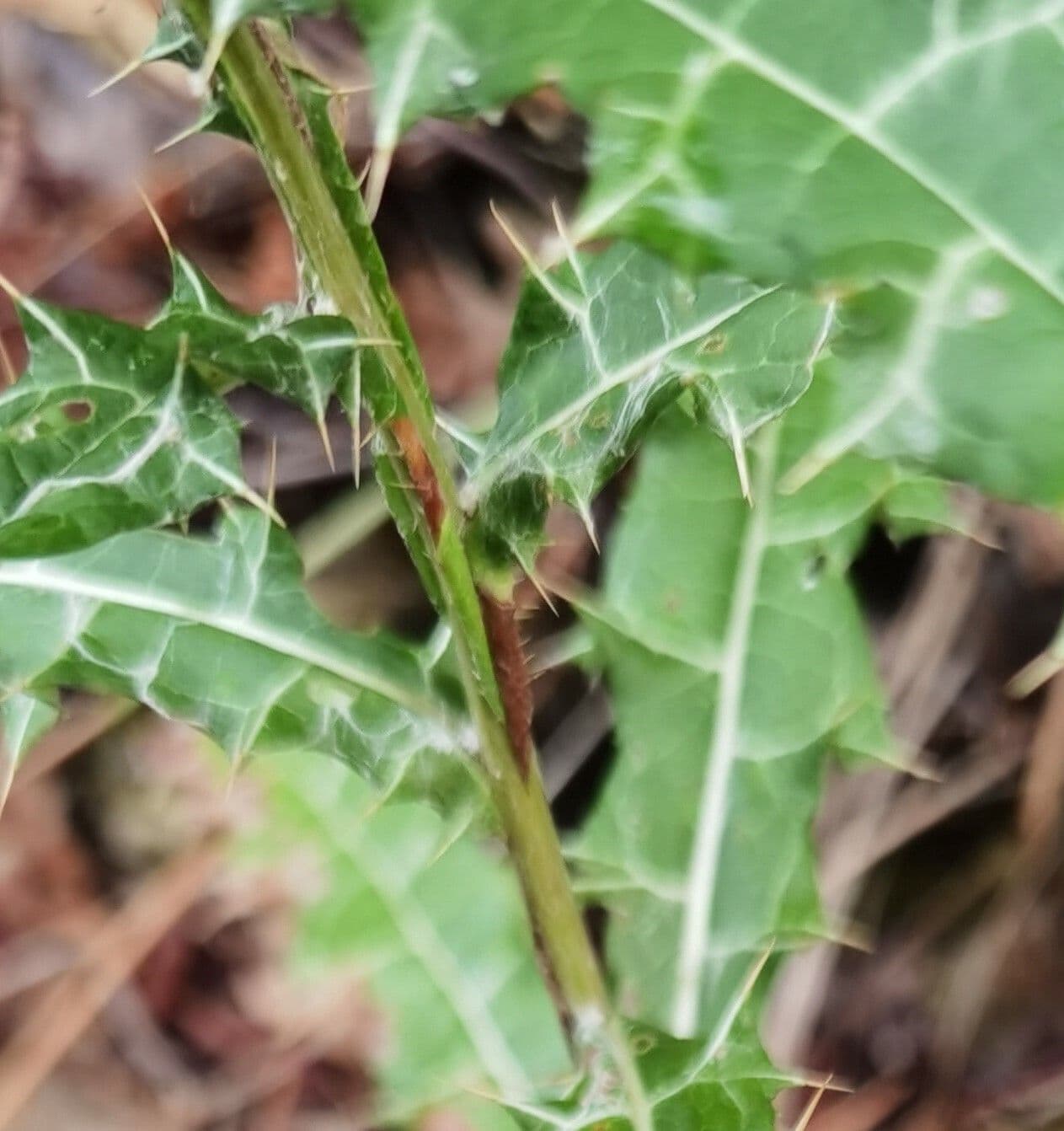Ptilostemon strict 8
