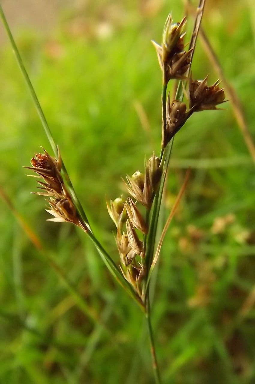 Giunco esile