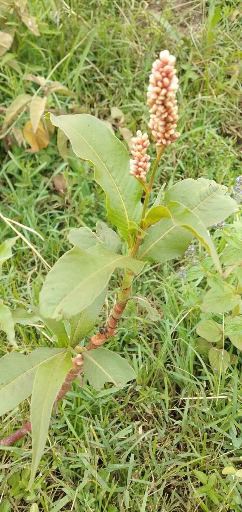 Persicaria 13