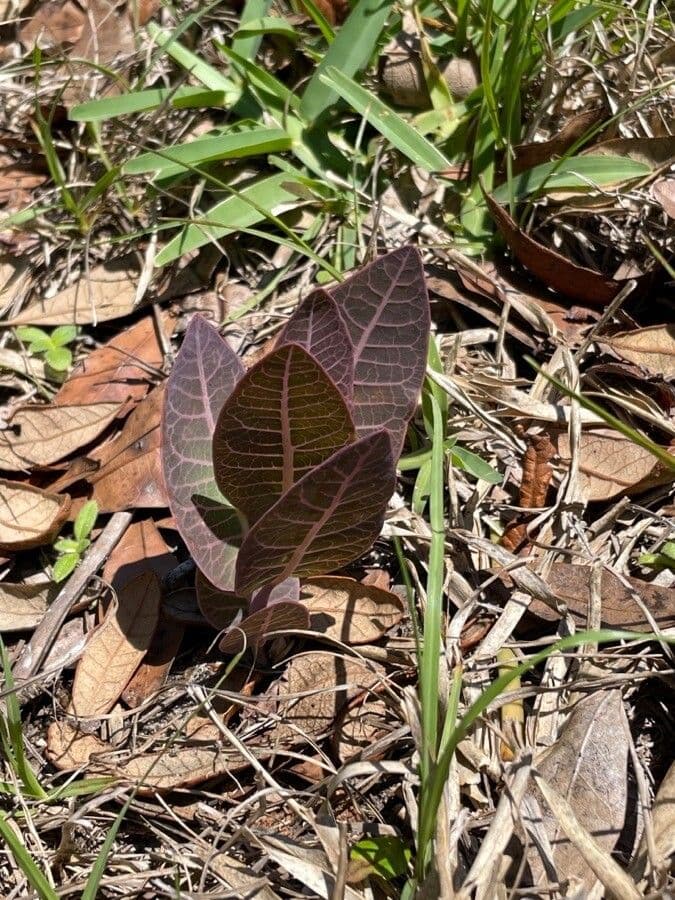 Asclepias 11