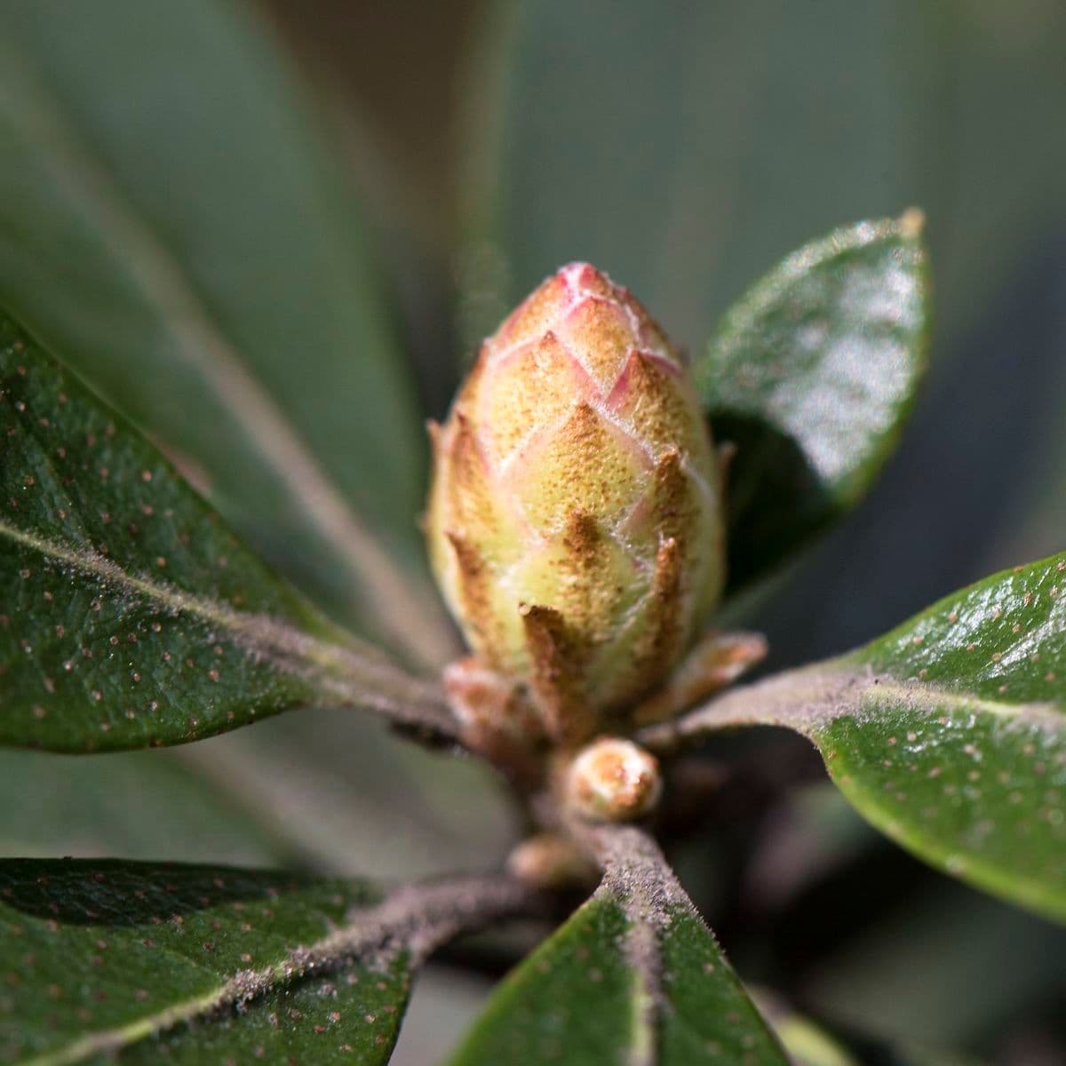 Rhododendron micranthum 6