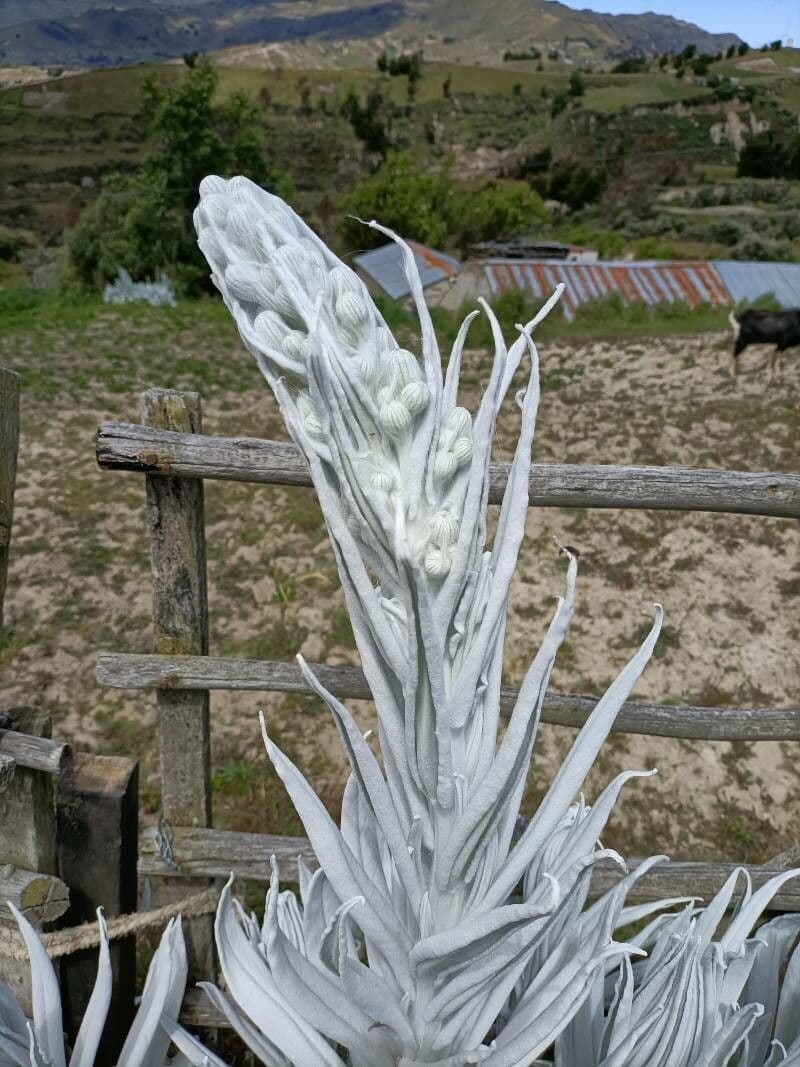 Senecio 23