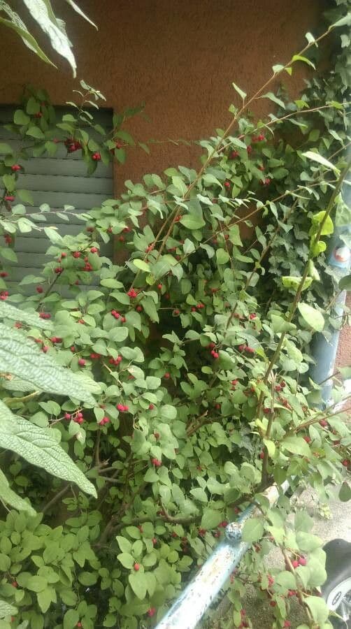 Cotoneaster 11