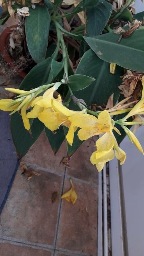 Canna glauca 7