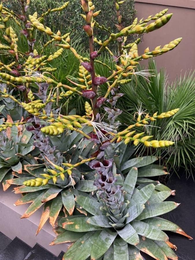 Vriesea