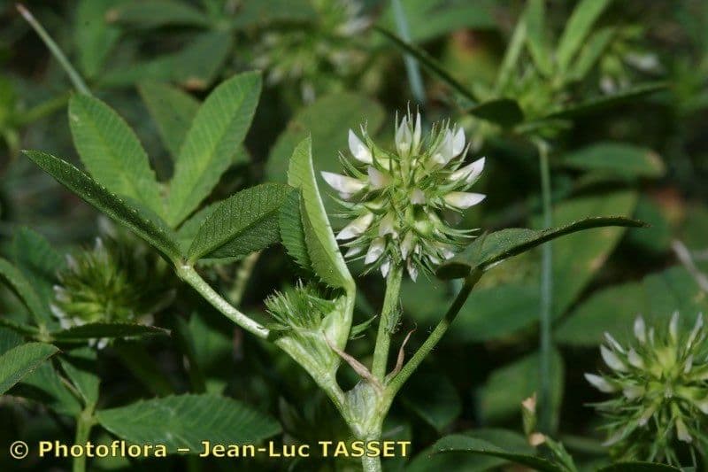 Teasel clover 5