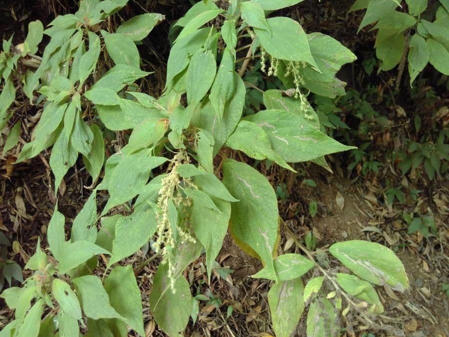 Gesnouinia 11
