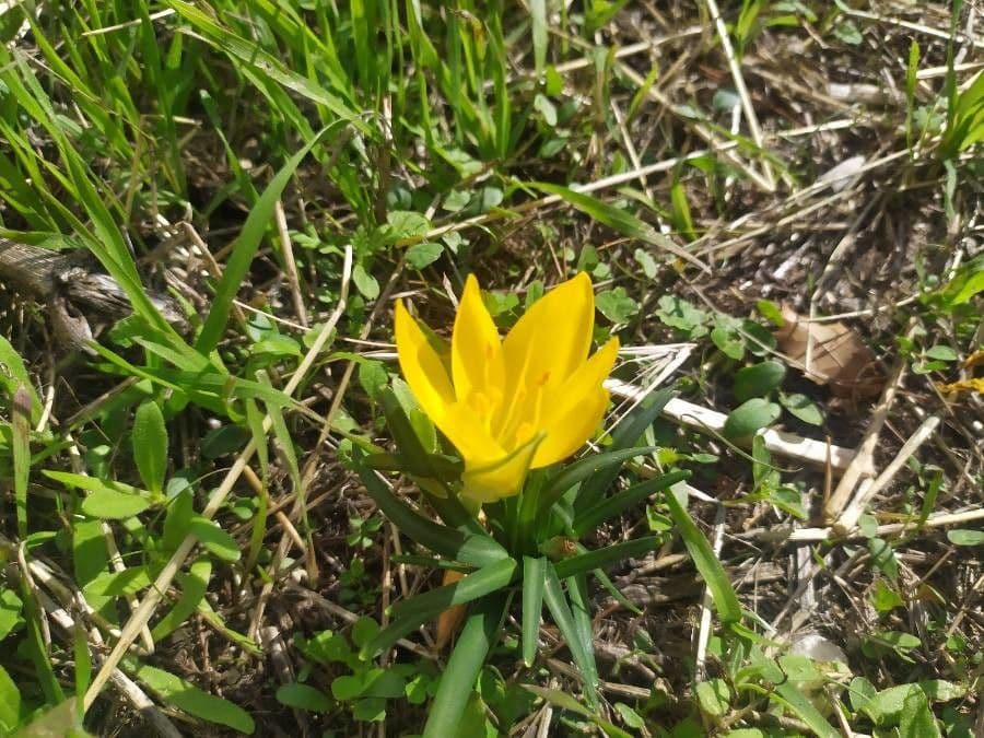 Sternbergie 21