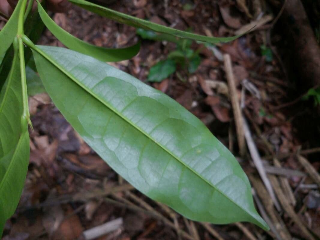 Vochysia 5