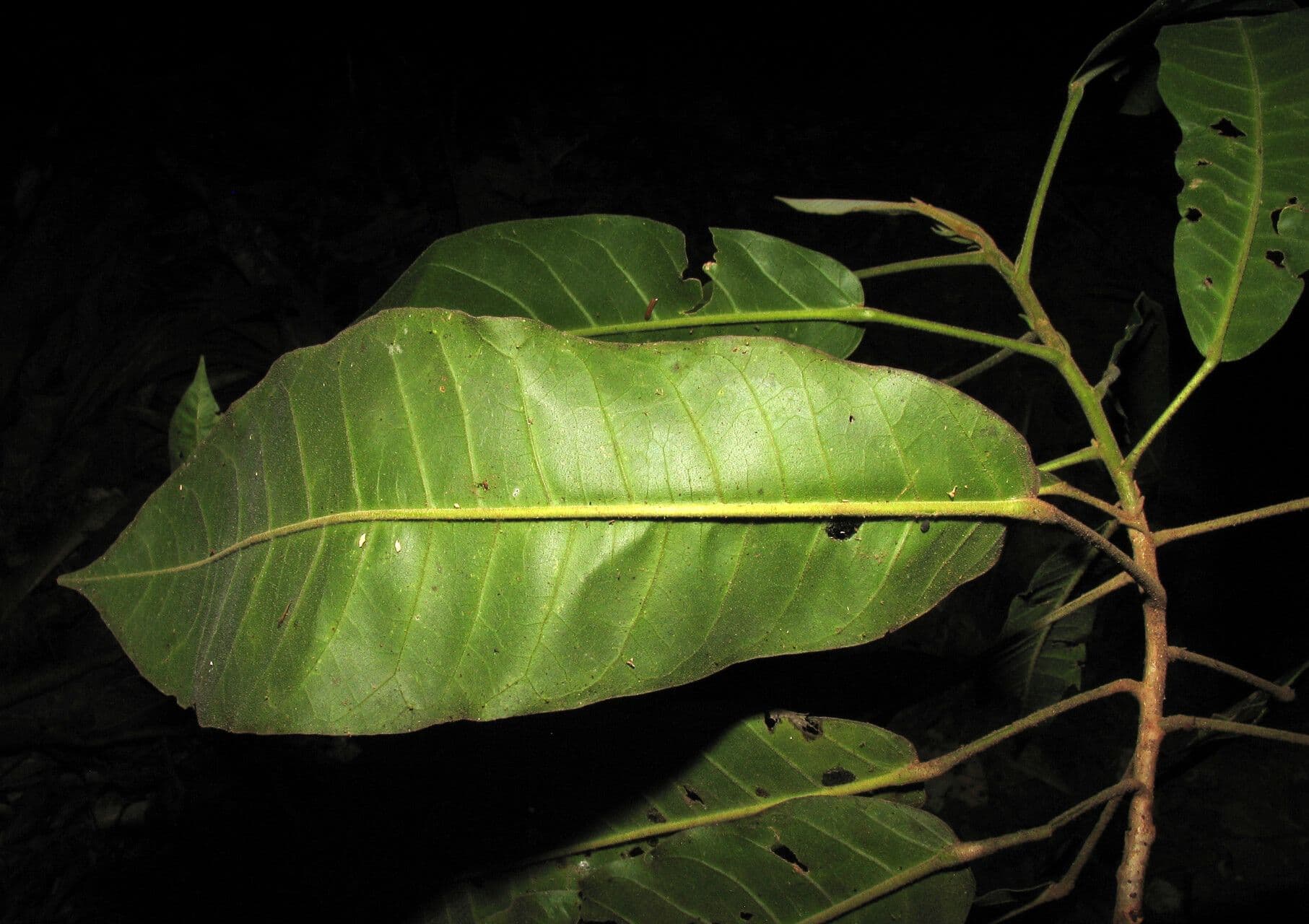 Croton 4