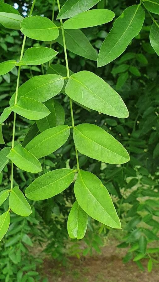 Zanthoxylum 7