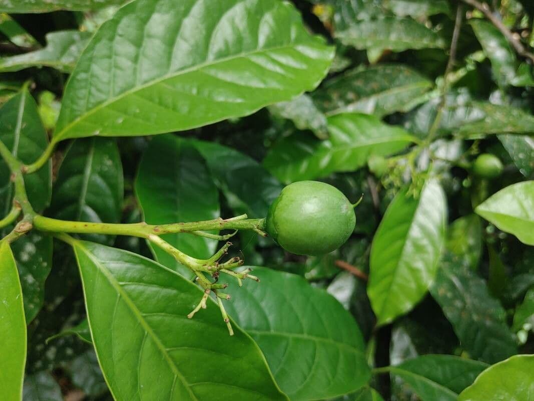 Oecopetalum